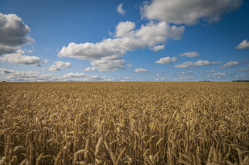 cereal field with clouds in the countryside on a sunny day
