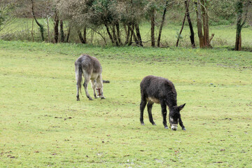 donkey in the field on a farm with green grass and a forest in the background