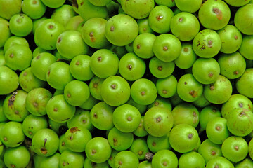 Ficus variegata
The fruit is useful for nearby animals and as a medicine for several diseases.