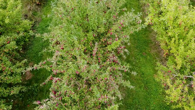 Drohnenaufnahme, Apfelb&auml;ume kurz vor der Ernte, Plantage
