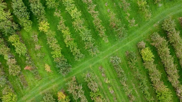 Drohnenaufnahme, Apfelplantage mit Gr&uuml;nfl&auml;che