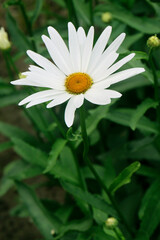 Fototapeta premium Chamomile flower blooming in a garden, camomile flower close – up view
