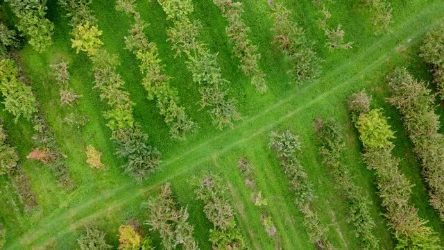 Drohnenaufnahme, Apfelplantage mit Gr&uuml;nfl&auml;che