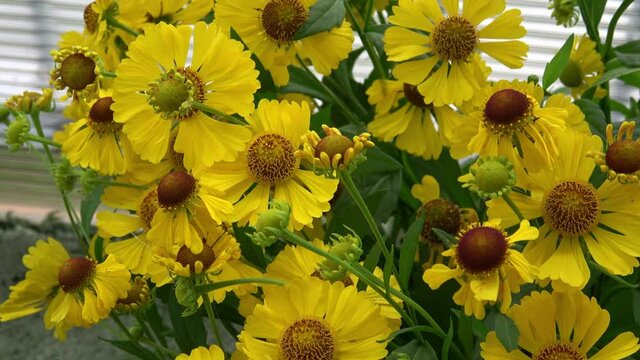 Helenium autumnale is a North American species of flowering plants in the sunflower family. Common name is common sneezeweed.