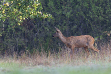 European Roe-Deer Capreolus capreolus in close-up