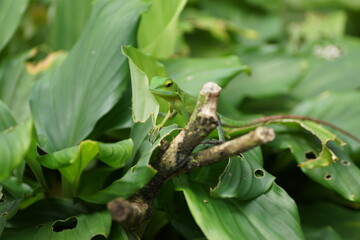 マレーシアに生息する生きもの