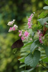 マレーシアに咲く植物と蝶