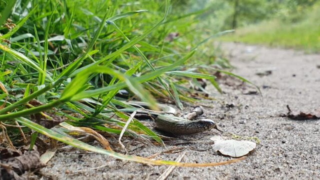 Blindworm is in the forest crawling back from a footpath into the grass while being uncomfortable with being filmed. Seen in Germany in September