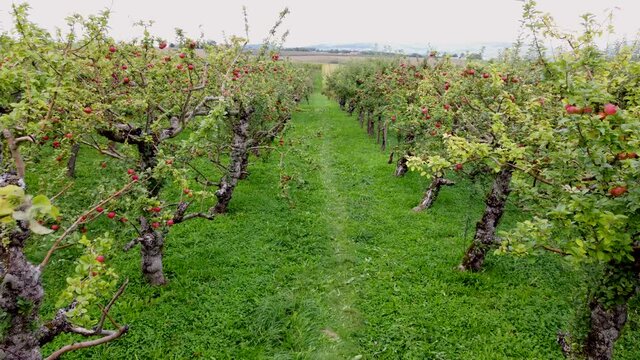 Drohnenaufnahme, Apfelb&auml;ume kurz vor der Ernte, Plantage