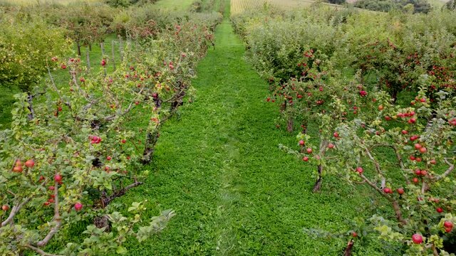 Drohnenaufnahme, Apfelb&auml;ume kurz vor der Ernte, Plantage