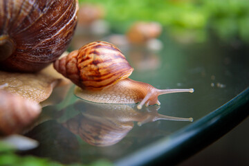 A large white snail crawls across the glass table, wiggling its antennae.
