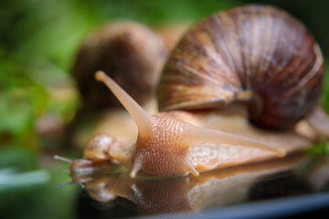 A large white snail crawls across the glass table, wiggling its antennae.