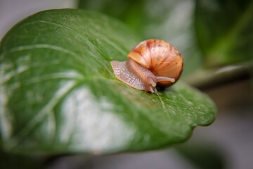 A small snail sits on a large leaf of a flower. Close-up