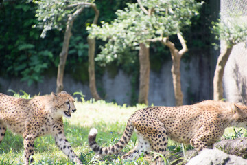 チーター