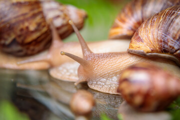 A large snail crawls across the glass table, wiggling its antennae. Close-up.