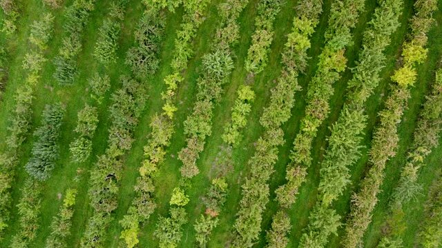 Drohnenaufnahme, Apfelplantage mit verschiedenen Apfelb&auml;umen kurz vor der Ernte.