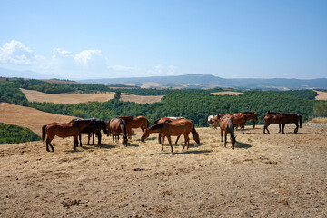 Fototapeta premium cavalli