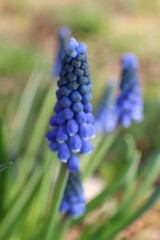Szafirek Muscari