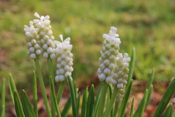 Szafirek Muscari