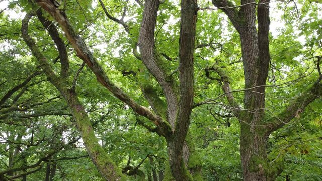 Drohnenaufnahme, alte knorrige Eiche mit bemoostem Stamm