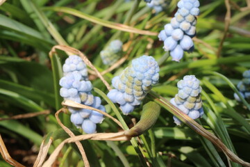 Szafirek Muscari