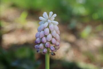 Szafirek Muscari