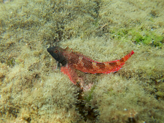 Fish on a rock. It is a blenny that is shallow. Familia Tripterygiidae. Tripterygion tartessicum