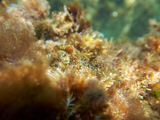 Fototapeta na wymiar Fish on a rock. It is a blenny that is shallow. Familia Tripterygiidae. Tripterygion tartessicum