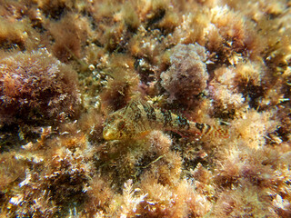 Fish on a rock. It is a blenny that is shallow. Familia Tripterygiidae. Tripterygion tartessicum