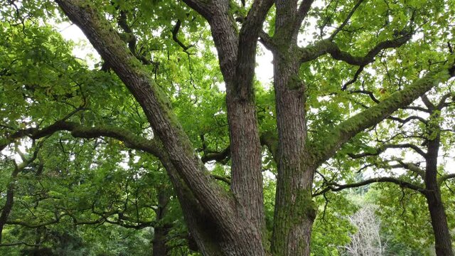 Drohnenaufnahme, alte knorrige Eiche mit bemoostem Stamm