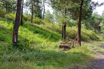 Quiet gravel road through the pine forest at sunset in the middle of summer, can be used as background and wallpaper