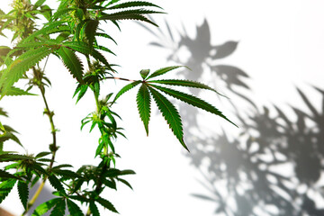 A cannabis bush in bright light with a white background with a shadow. Medicinal marijuana leaves...