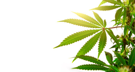 A cannabis bush in bright light with a white background. Medicinal marijuana leaves of the Jack...