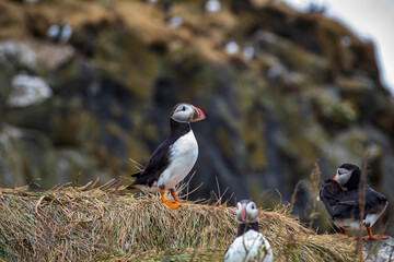 Icelandic puffin bird in their natural habitat along the cliffs by the shore in Iceland.
