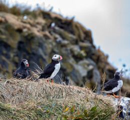 Icelandic puffin bird in their natural habitat along the cliffs by the shore in Iceland.