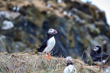 Icelandic puffin bird in their natural habitat along the cliffs by the shore in Iceland.