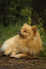 Purebred German Spitz lies in a clearing in the forest. Walk with the dog in the forest. Does not look at the camera, vertical composition
