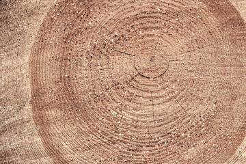 Saw cut of a large tree with annual rings