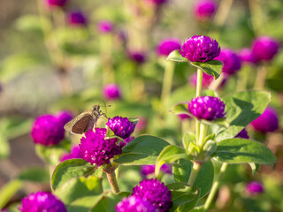 千日紅を吸蜜するセセリチョウ