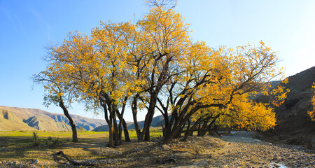 Naklejka na ściany i meble Yellow trees by the river. Khizi region. Azerbaijan.