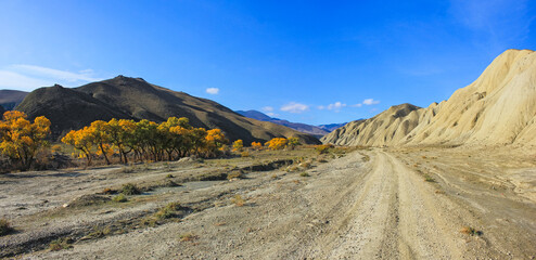 Yellow trees by the river. Khizi region. Azerbaijan.
