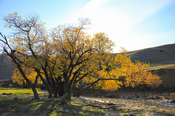 Fototapeta premium Yellow trees by the river. Khizi region. Azerbaijan.