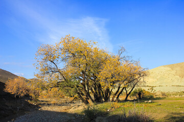 Yellow trees by the river. Khizi region. Azerbaijan.