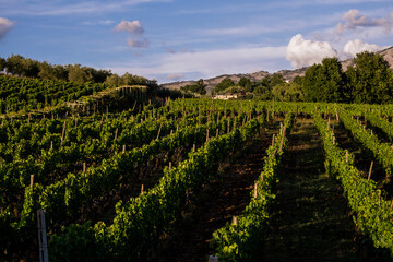 Fototapeta na wymiar harvesting cesanese's vineyards in Olevano Romano, Lazio, Italy