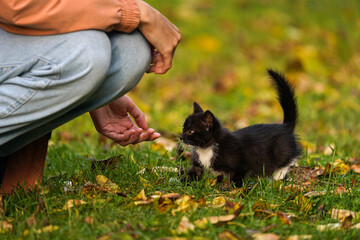 Small black kitten with a white breast walks through a field of green grass covered with dried and yellow leaves to a human stretching out his hand to the kitten. Idea of adoption of abandoned pets