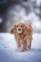 A cute curly American cocker spaniel walking in the middle of a snow-covered path against the backdrop of a fabulous winter forest. Looking into the camera