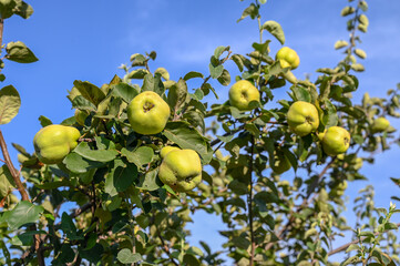Quince growing on a tree in orchard. Green quince fruit on a branch on a beautiful summer day. Ripe natural quince on a branch.	