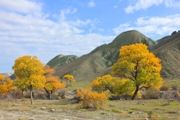 Yellow trees by the river. Khizi region. Azerbaijan.