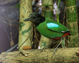 Nature Wildlife image of Borneo Hooded Pitta (Pitta sordida mulleri) on Rainforest jungle