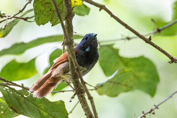 Nature wildlife image of Chestnut-winged Babbler bird standing on tree branches